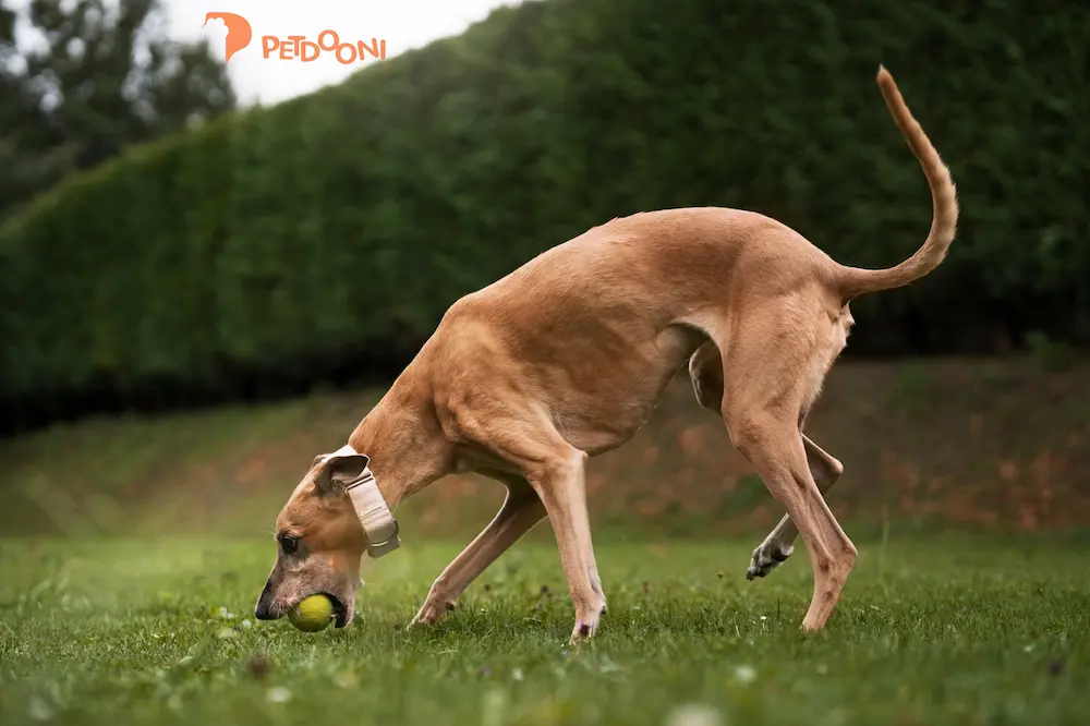 همه چیز درباره مسافرت با سگ در پت شاپ آنلاین پت دونی | نکات، وسایل و مدارک موردنیاز 1404